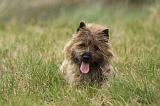 CAIRN TERRIER 646